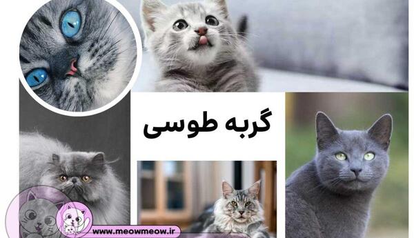عکس گربه ی سفید طوسی