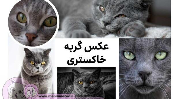 عکس بچه گربه طوسی