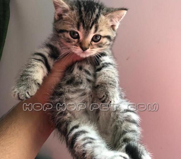 عکس بچه گربه طوسی