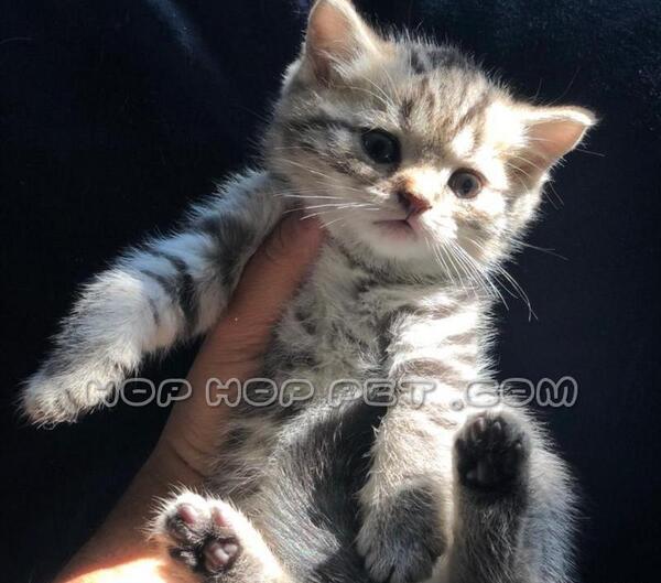 عکس بچه گربه طوسی