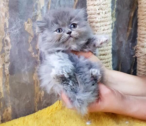 عکس بچه گربه طوسی