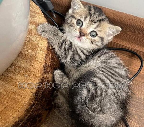 عکس بچه گربه طوسی