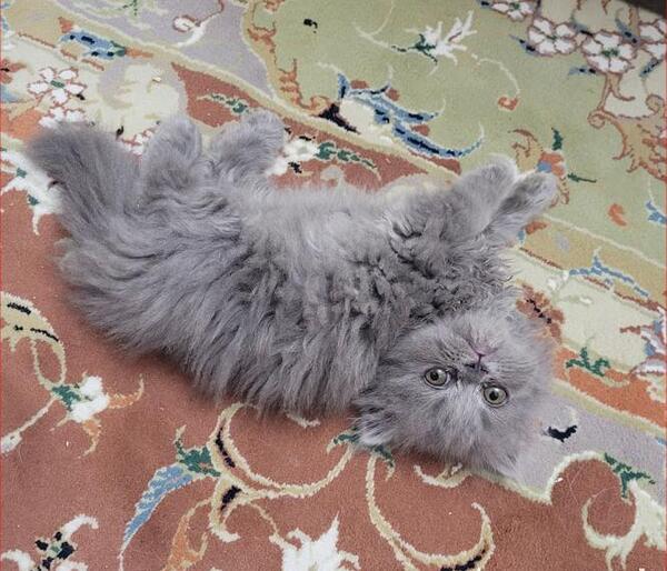 عکس بچه گربه طوسی