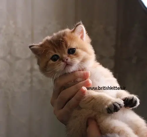 عکس بچه گربه طوسی