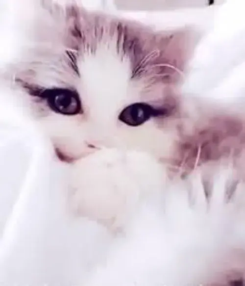 عکس گربه صورتی
