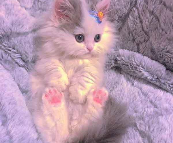 عکس گربه صورتی کیوت