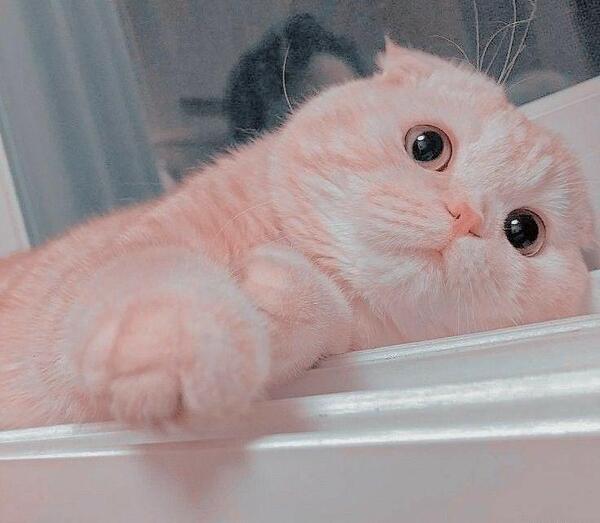 عکس گربه صورتی کیوت