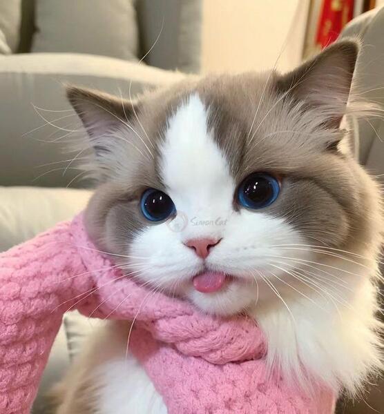 عکس گربه صورتی بامزه
