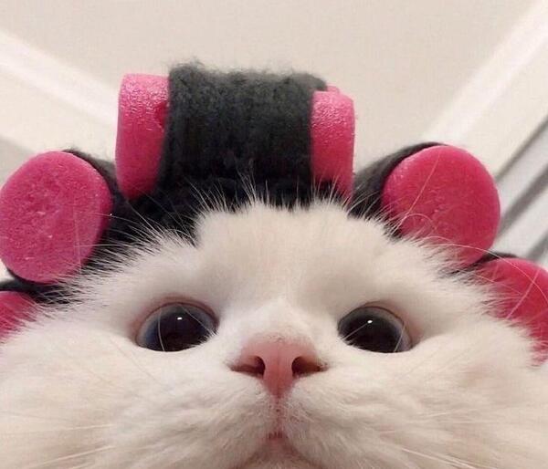عکس گربه صورتی بامزه