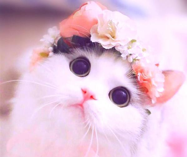 عکس گربه صورتی بامزه