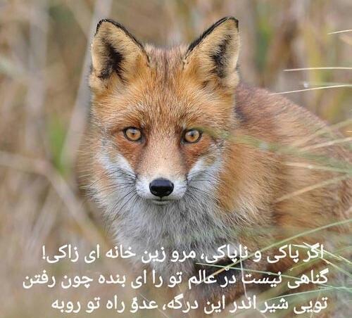 عکس نوشته ادم گربه صفت