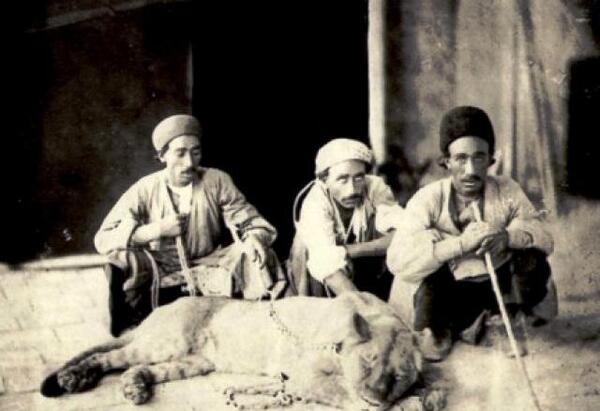 عکس نوشته ادم گربه صفت
