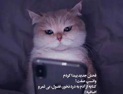 عکس نوشته آدمهای گربه صفت