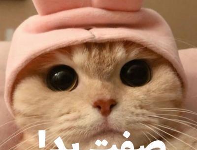 عکس نوشته آدمهای گربه صفت