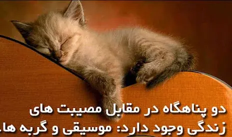 عکس نوشته آدمهای گربه صفت