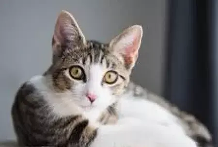 عکس نوشته در مورد گربه صفتی