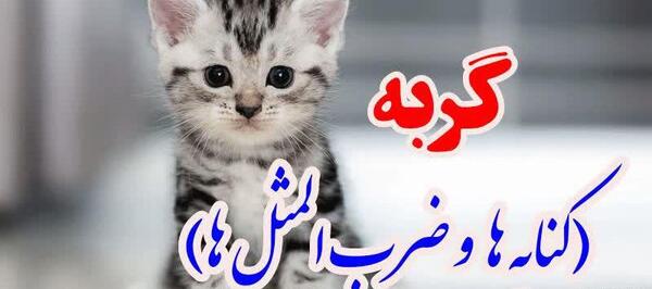 عکس نوشته در مورد گربه صفتی