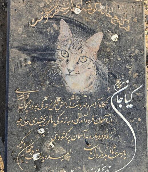 عکس گربه ی شاد