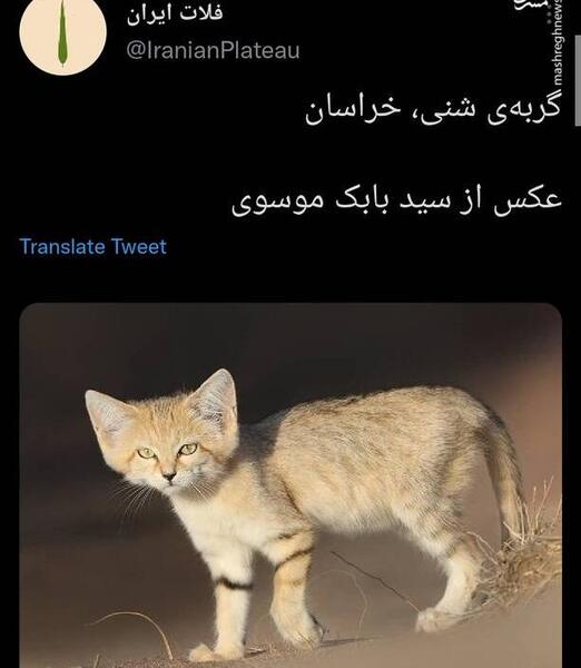 عکس گربه شنی در ایران