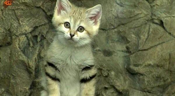 عکس گربه شنی در ایران