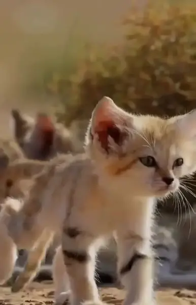 عکس گربه شنی در ایران