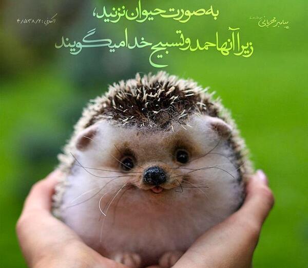 عکس مظلوم شدن گربه شرک