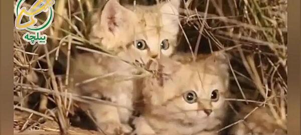 عکس گربه ی شنی