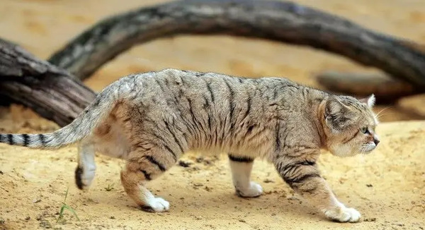 عکس گربه ی شنی