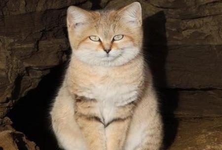عکس گربه ی شنی