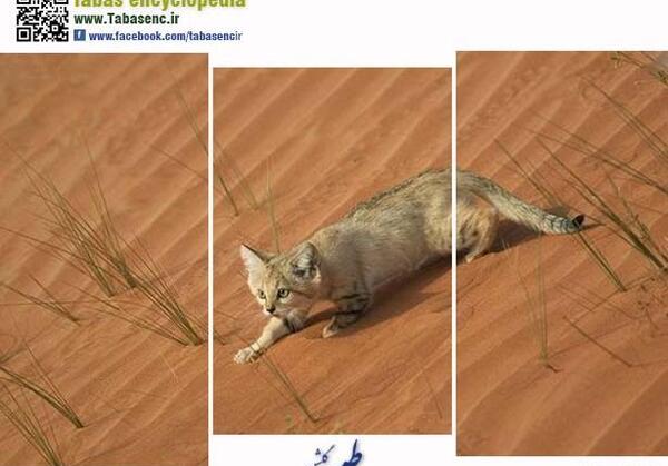 عکس گربه ی شنی