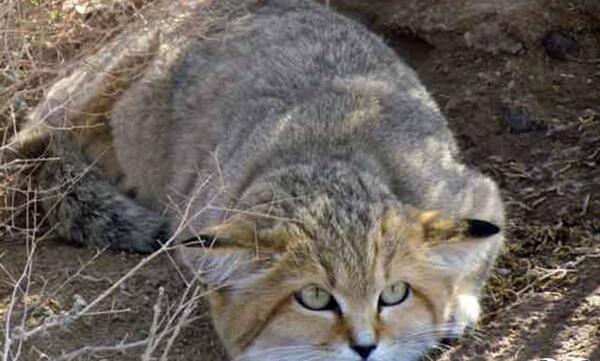 عکس گربه ی شنی