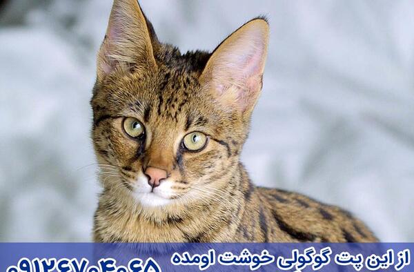 عکس گربه ی شنی