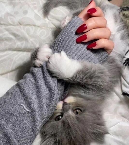عکس پروفایل دخترونه شیک گربه