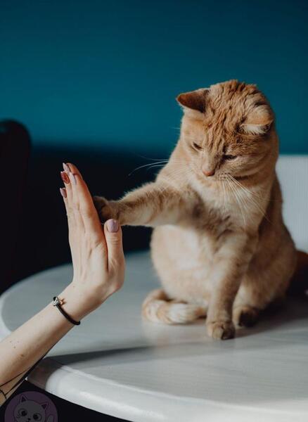 عکس پروفایل دخترونه شیک گربه