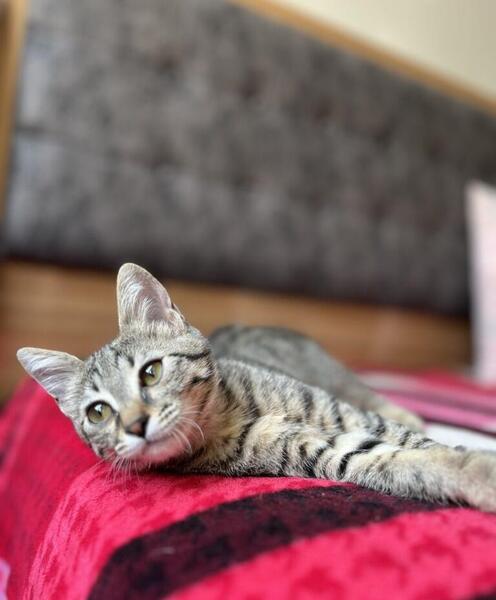عکس بچه گربه شیطون