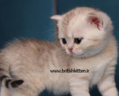عکس بچه گربه شیطون