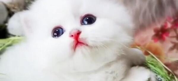 عکس گربه های ملوس سفید