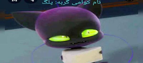 عکس کوامی گربه سیاه واقعی