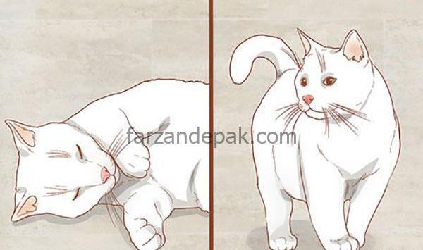 ژست عکس گرفتن با گربه