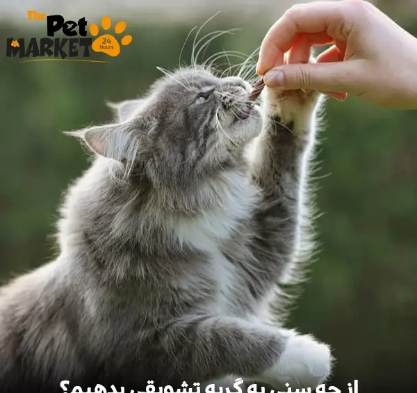 ژست عکس گرفتن با گربه