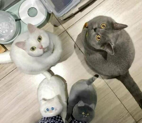 ژست عکس گرفتن با گربه