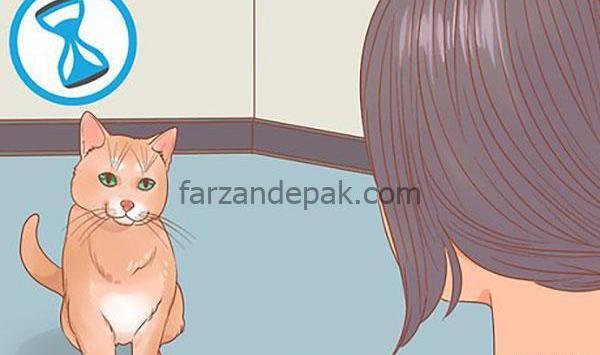 ژست عکس گرفتن با گربه