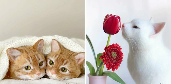 عکس گربه های ژاپنی