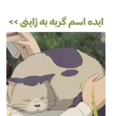 عکس گربه ی ژاپنی