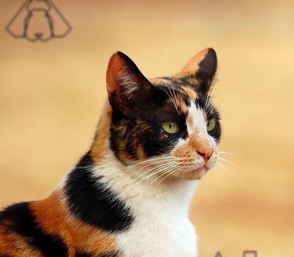 عکس گربه ی ژاپنی