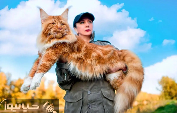عکس گربه ی ژاپنی