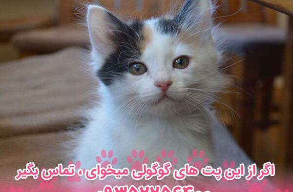 عکس گربه ی ژاپنی