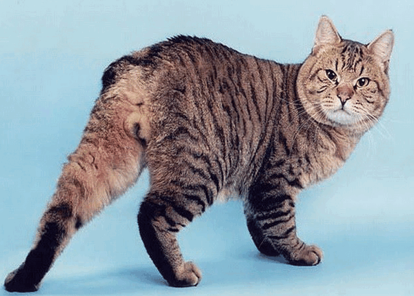 عکس گربه ی ژاپنی