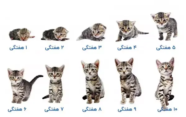 عکس تعداد زیادی گربه