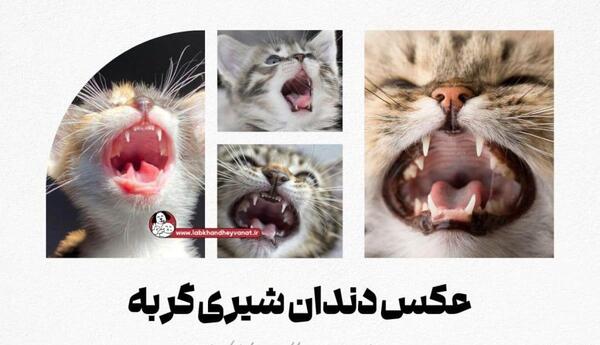 عکس تعداد زیادی گربه